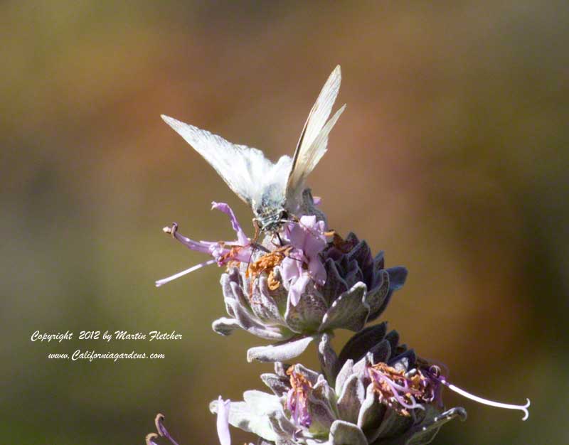 Northern White Skipper