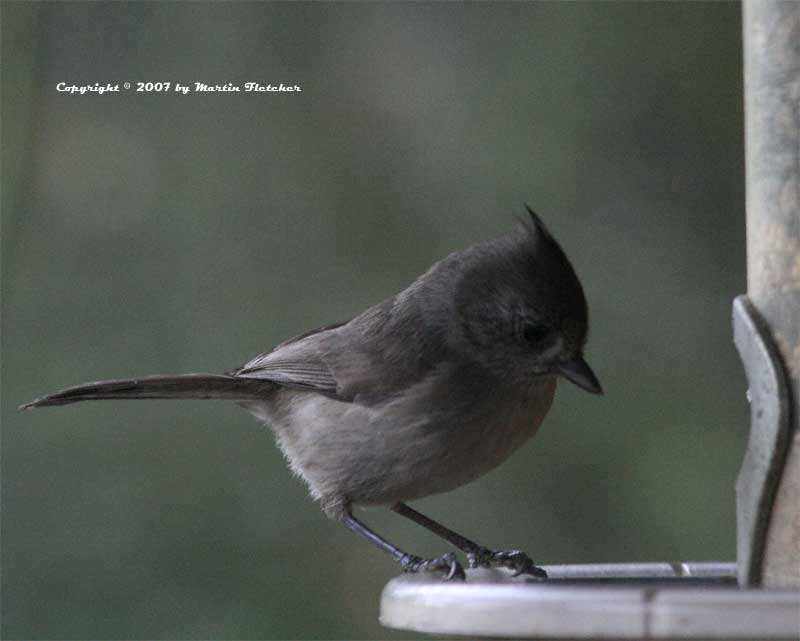 Oak Titmouse