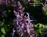 Ocimum labiatum, Orthosiphon labiatum, Shell Bush, Pink Sage, Pink Cat's Whiskers