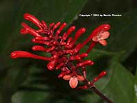 Odontonema strictum, Fire Spike