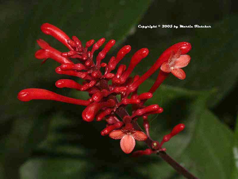 Odontonema strictum, Firespike