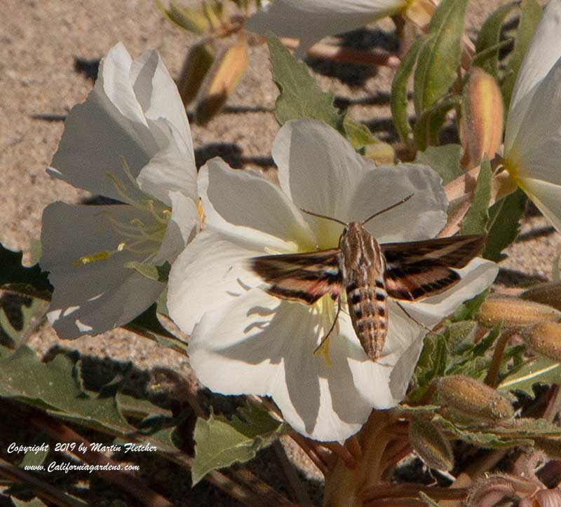 Oenothera cespitosa, Fragrant Evening Primrose, Tufted Evening Primrose, 3 lined sphinx moth