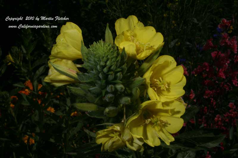 Summer Flowers