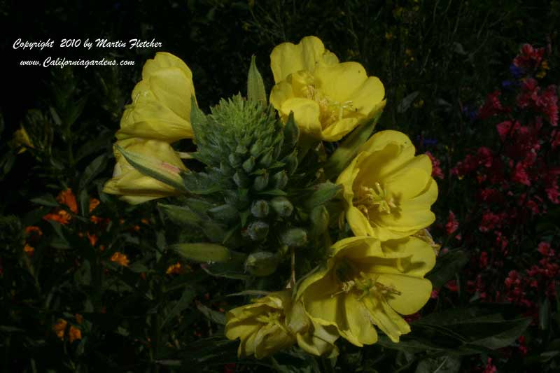 Oenothera elata hookeri, Hooker's Evening Primrose