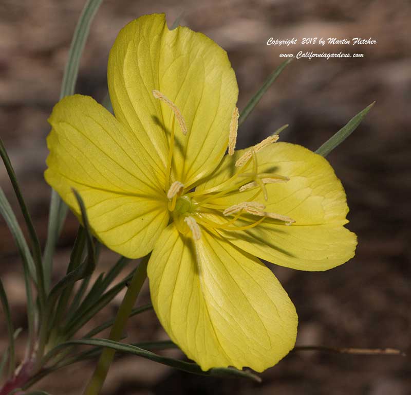 Oenothera fremontii Shimmer, Shimmer Evening Primrose, Fremont Evening Primrose