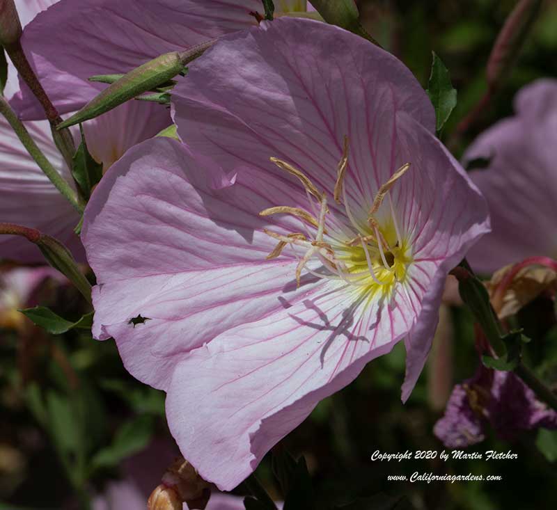 Oenothera speciosa, Mexican Evening Primrose