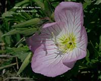 Oenothera speciosa, Mexican Evening Primrose