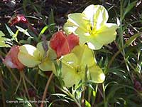 Oenothera missouriensis, Missouri Evening Primrose, Ozark Sundrops