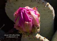 Opuntia basilaris, Beavertail Pricklypear Cactus