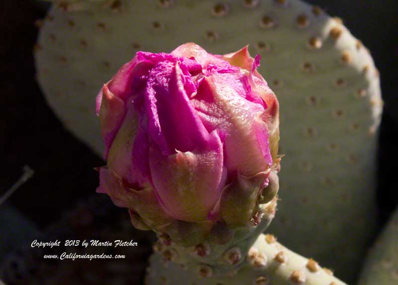 Opuntia basilaris, 