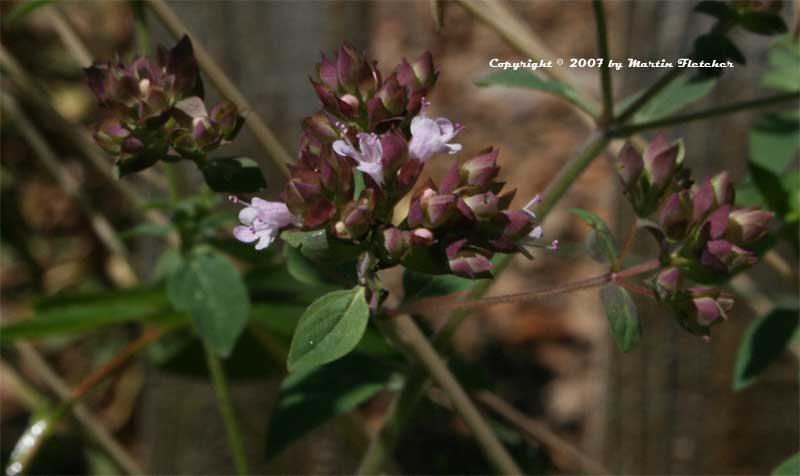 Origanum Hopley's Purple