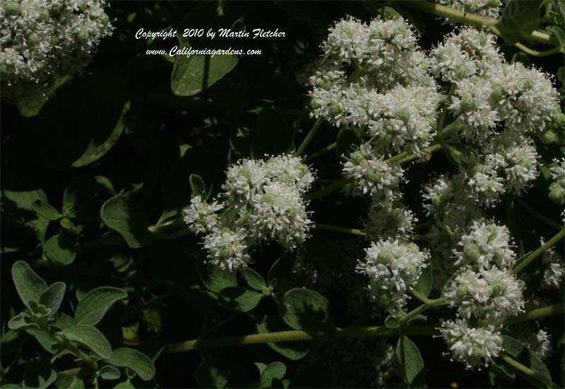 Origanum Kaliteri, Kaliteri Oregaon