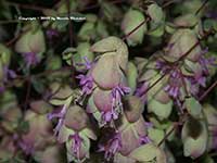 Origanum rotundifolium Kent Beauty, Kent Beauty Oregano