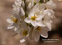 Ornithogalum fimbrimarginatum