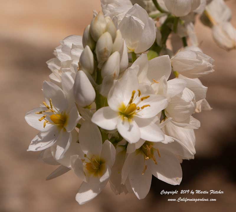 Ornithogalum fimbrimarginatum