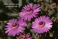 Oscularia deltoides, Pink Iceplant