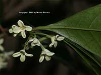 Osmanthus fragrans, Sweet Olive