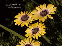 Osteospermum Blue Eyed Beauty, Blue Eyed Beauty African Daisy