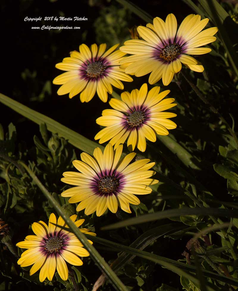 Osteospermum ecklonis Blue Eyed Beauty