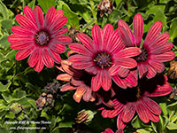 Osteospermum Bright Lights, Red Freeway Daisy