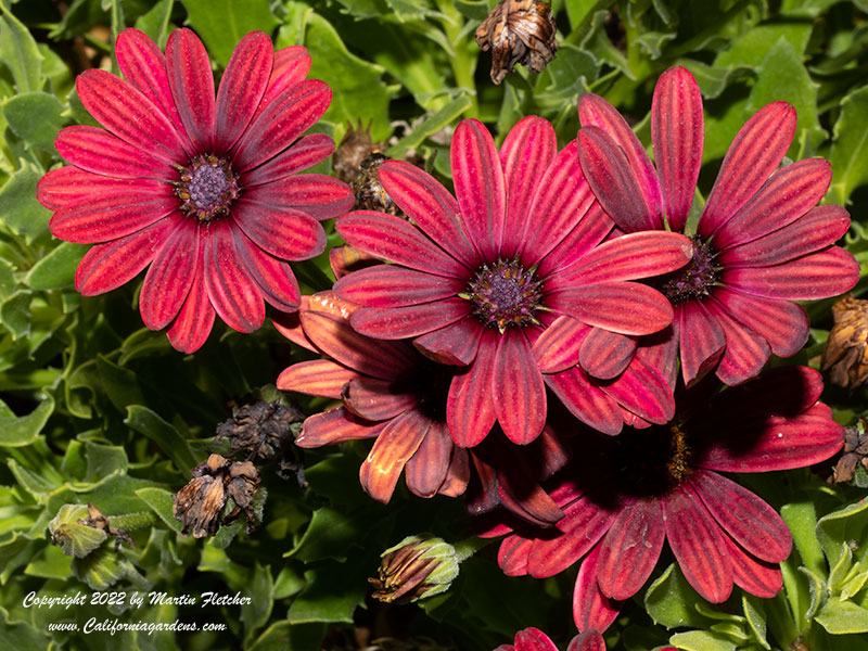 Osteospermum Bright Lights, Red Freeway Daisy