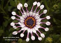 Osteopermum ecklonis Spider White, Spider White African Daisy