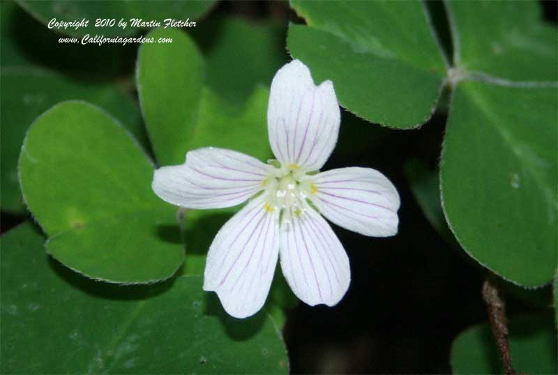 Oxalis oregana, Redwood Sorrel