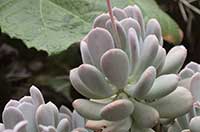 Pachyphytum oviferum, Moonstones Succulent