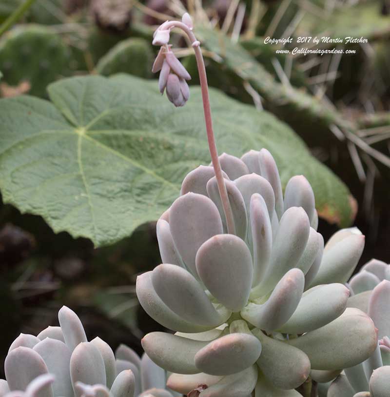 Pachyphytum oviferum, Moonstones Succulent