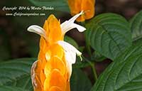 Pachystachys lutea, Golden Shrimp Plant, Lollypop Plant