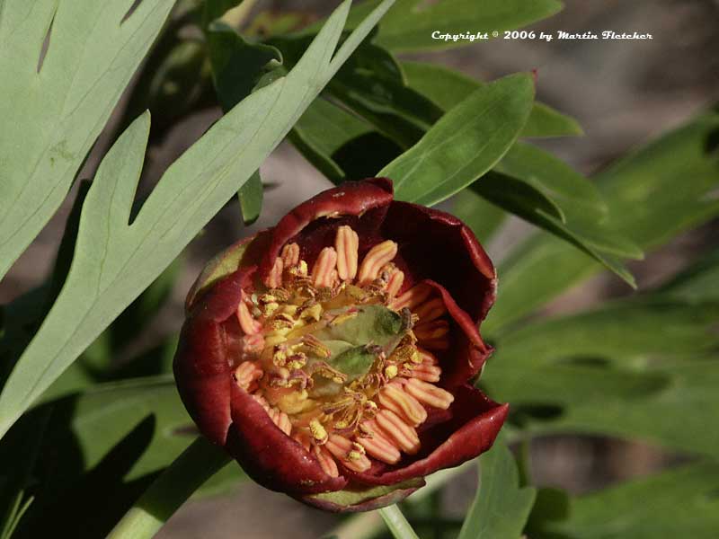 Paeonia californica, California Peony