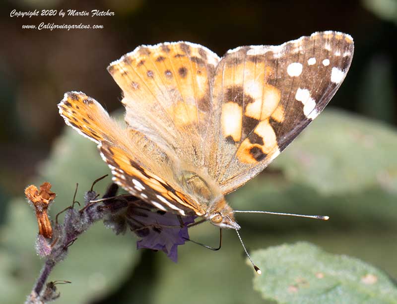 Eriodictyon crassifolium, Felt Leaved Yerba Santa, Painted Lady