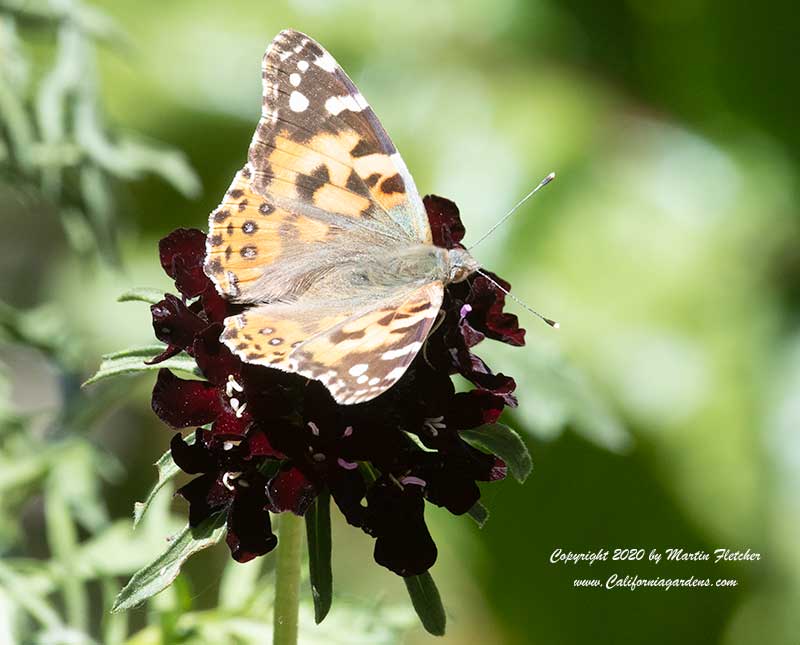 Painted Lady on Scabiosa Black Knight