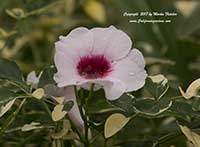 Pandorea jasminoides Charisma, Variegated Bower Vine, Charisma Bower Vine