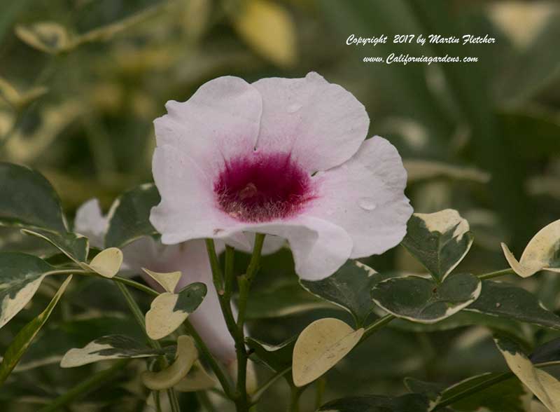 Pandorea jasminoides Charisma, Variegated Bower Vine