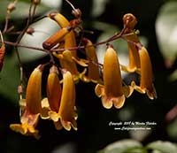 Pandorea pandorana Golden Showers, Golden Showers Wonga Wonga Vine, Yellow Wonga Wonga Vine