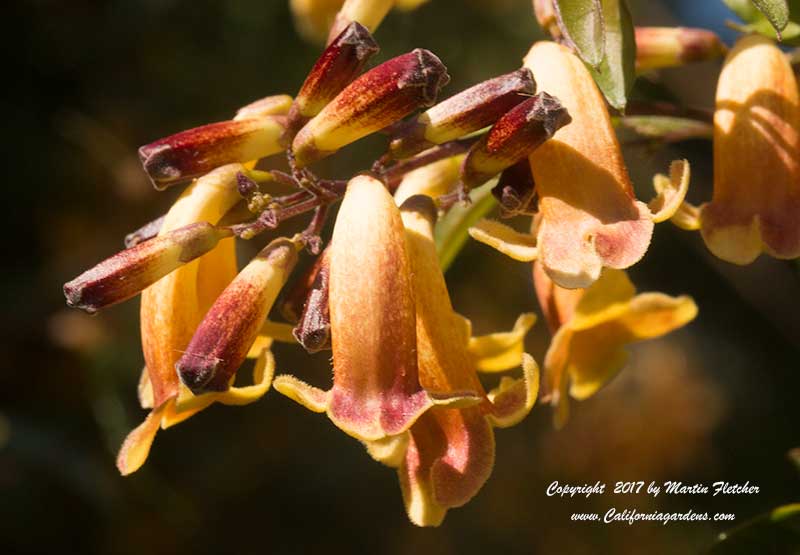 Pandorea pandorana Golden Showers, Yellow Wonga Wonga Vine