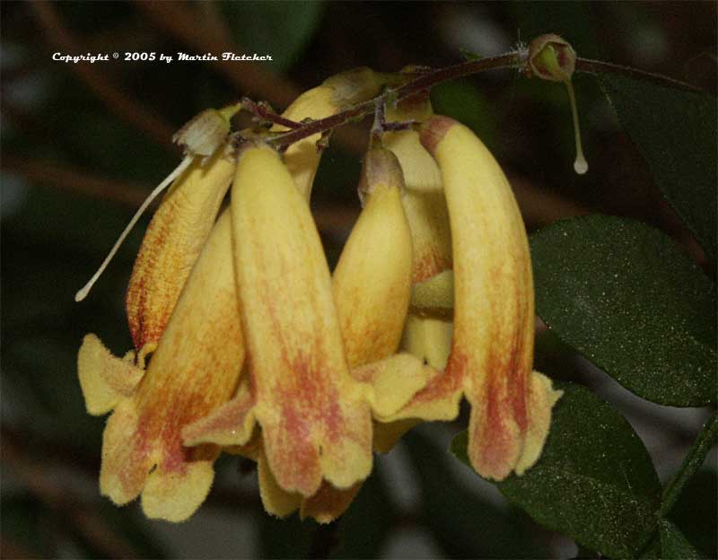 Pandorea pandorana Golden Showers, Yellow Wonga Wonga Vine