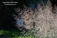 Panicum virgatum Heavy Metal, Heavy Metal Switch Grass