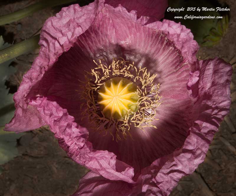 Papaver somniferum, Opium Poppy, Poppy Seeds