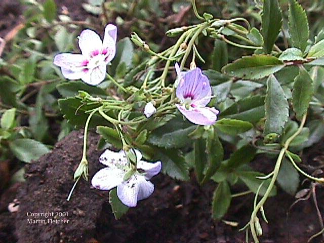 Parahebe lyallii