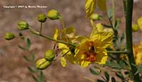 Parkinsonia aculeata Desert Museum, Desert Museum Palo Verde, Thornless Palo Verde