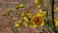 Palo Verde, Parkinsonia Desert Museum