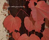 Parthenocissus tricuspidata, Boston Ivy, Japanese Creeper