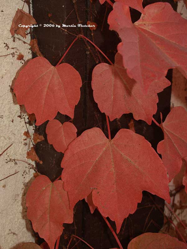 Parthenocissus tricuspidata, Boston Ivy