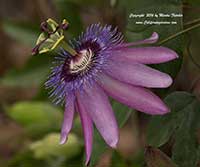 Passiflora Lavender Lady, Lavender Lady Passion Vine