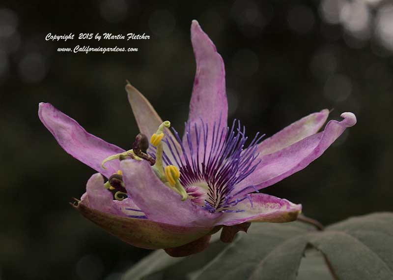 Passiflora Lavender Lady