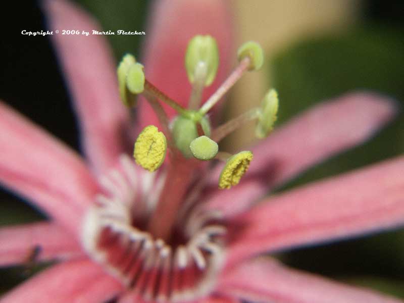 Passion Vine Pollen