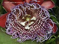 Passiflora alata, Winged Stem Passion Vine
