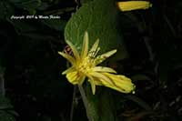 Passiflora citrina, Citrus Yellow Passion Vine